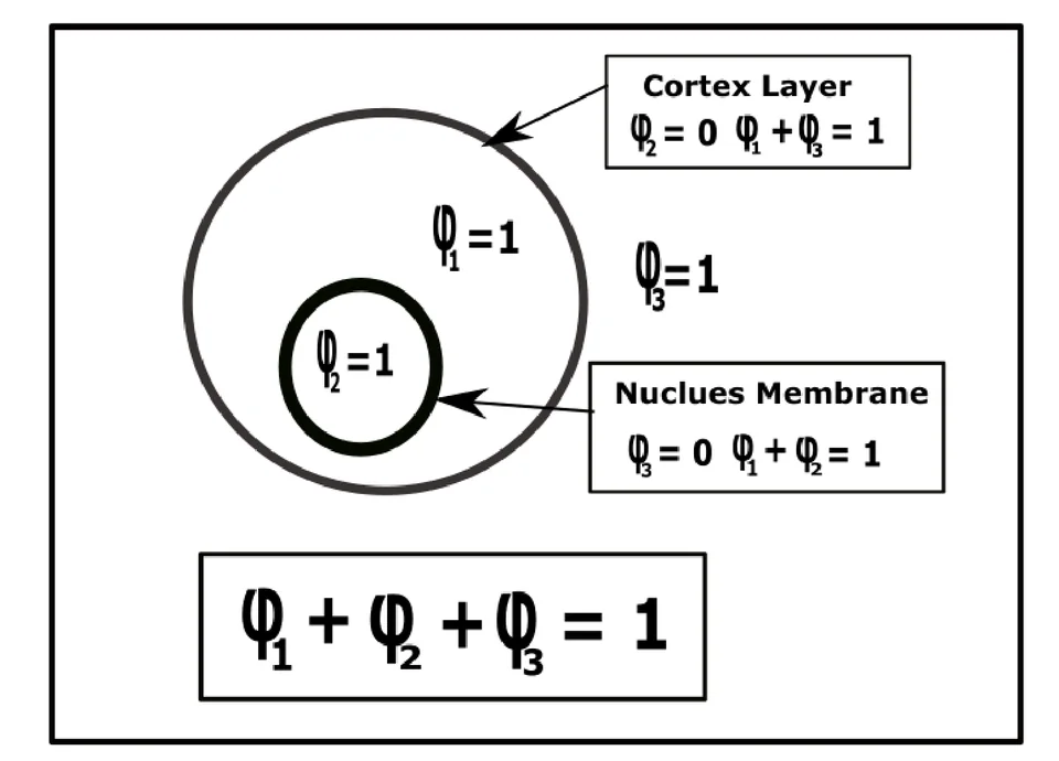 Figure from “A 3D multiphase hydrodynamic model for cytokinesis of eukaryotic cells”