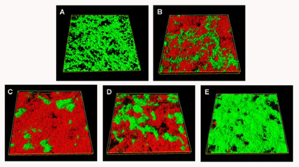 Figure from “A 3D numerical study of antimicrobial persistence in heterogeneous multi-species biofilms”