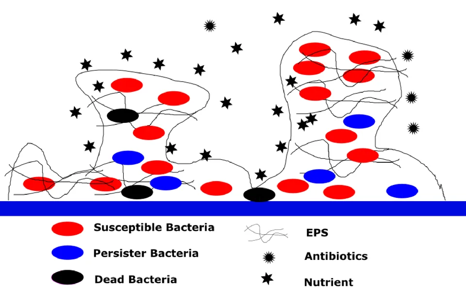 Figure from “Modeling antimicrobial tolerance and treatment of heterogeneous biofilms”