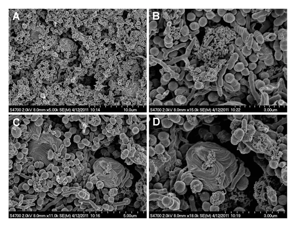 Figure from “Experimental and theoretical investigation of multispecies oral biofilm resistance to chlorhexidine treatment”