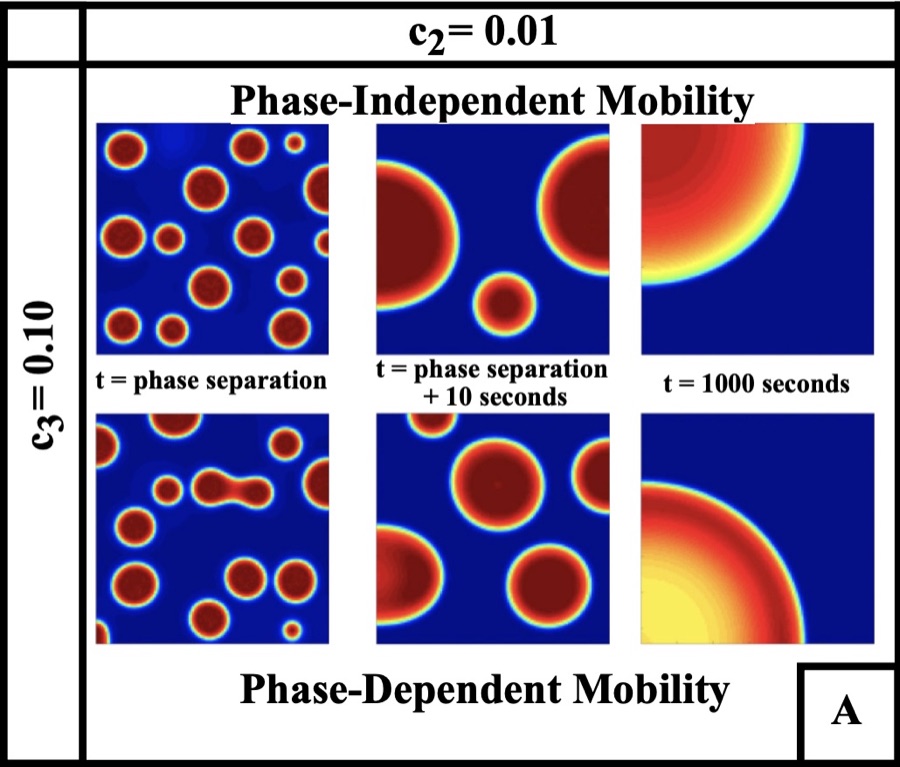 Two rows of three heat maps comparing droplet coarsening under phase-independent and phase-dependent mobility at three times